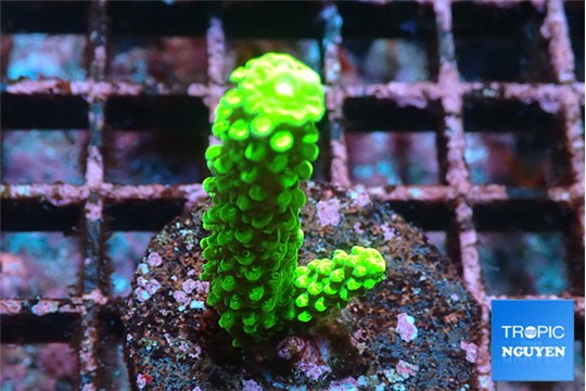 Acropora full neon green 3-4 cm WYSIWYG acclimaté