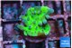 Acropora green purple tip 1-2 cm WYSIWYG acclimaté