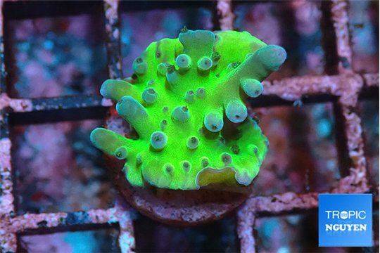 Acropora green purple tip 1-2 cm WYSIWYG acclimaté