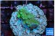 Acropora green Fijii 1-2 cm WYSIWYG acclimaté