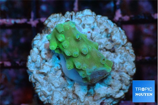 Acropora green Fijii 1-2 cm WYSIWYG acclimaté
