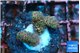 Acropora millepora mango 2 cm WYSIWYG acclimaté