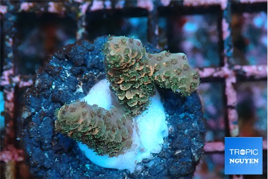 Acropora millepora mango 2 cm WYSIWYG acclimaté