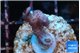 Seritopora pink purple Fijii 2-3 cm WYSIWYG acclimaté