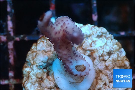 Seritopora pink purple Fijii 2-3 cm WYSIWYG acclimaté