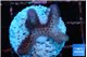 Seritopora pink purple Fijii 2-3 cm WYSIWYG acclimaté
