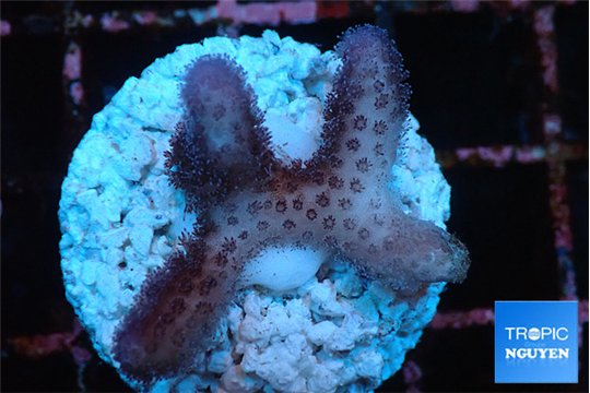 Seritopora pink purple Fijii 2-3 cm WYSIWYG acclimaté