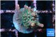 Acropora rainbow 1-2 cm WYSIWYG acclimaté