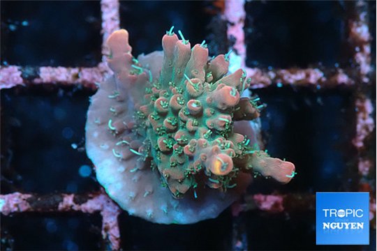 Acropora rainbow 1-2 cm WYSIWYG acclimaté