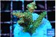 Acropora orange pink & Neon green polyps Fijii premium 2-4 cm WYSIWYG acclimaté