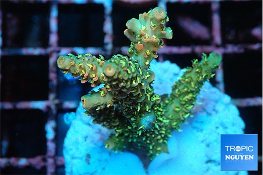 Acropora orange pink & Neon green polyps Fijii premium 2-4 cm WYSIWYG acclimaté