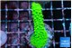 Acropora full neon green 3-4 cm WYSIWYG acclimaté