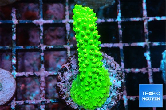 Acropora full neon green 3-4 cm WYSIWYG acclimaté
