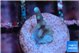 Acropora carduus green polyps deep water 1-2 cm WYSIWYG acclimaté