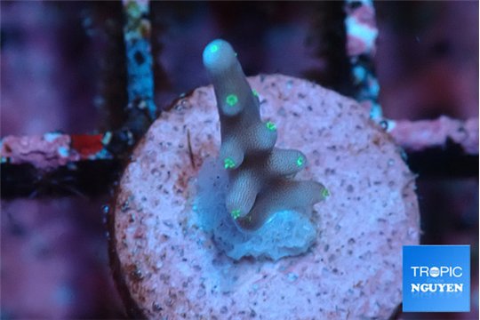 Acropora carduus green polyps deep water 1-2 cm WYSIWYG acclimaté