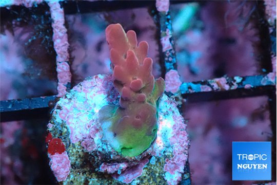 Acropora pink Australia 2 cm WYSIWYG acclimaté