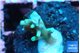 Acropora green ice Fijii 2 cm WYSIWYG acclimaté