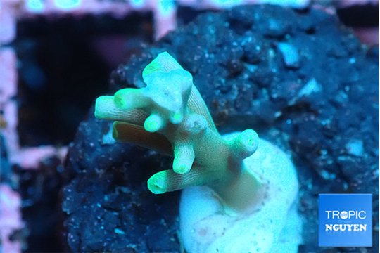 Acropora green ice Fijii 2 cm WYSIWYG acclimaté