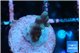 Acropora carduus green polyps deep water 1-2 cm WYSIWYG acclimaté