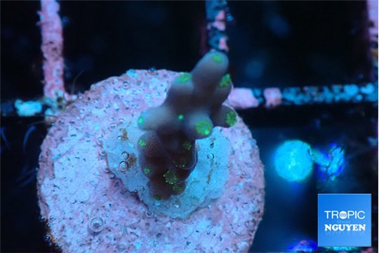Acropora carduus green polyps deep water 1-2 cm WYSIWYG acclimaté