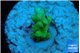 Acropora green Fijii 1-2 cm WYSIWYG acclimaté