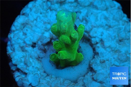 Acropora green Fijii 1-2 cm WYSIWYG acclimaté