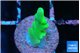 Acropora green Fijii 1 cm WYSIWYG acclimaté