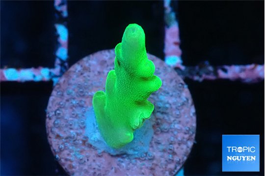 Acropora green Fijii 1 cm WYSIWYG acclimaté