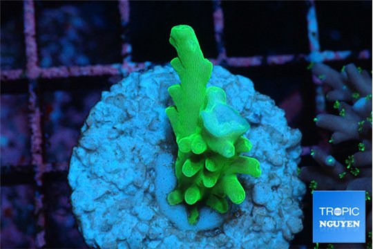 Acropora green Fijii 2-3 cm WYSIWYG acclimaté