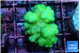 Pocillopora verrucosa toxic green 2-3 cm WYSIWYG acclimaté
