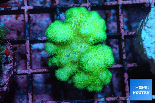 Pocillopora verrucosa toxic green 2-3 cm WYSIWYG acclimaté