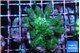 Acropora gemmifera green & purple tip 4-5 cm WYSIWYG acclimaté