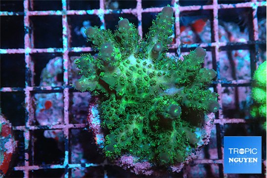 Acropora gemmifera green & purple tip 4-5 cm WYSIWYG acclimaté