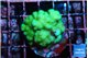 Pocillopora verrucosa toxic green 2-3 cm WYSIWYG acclimaté