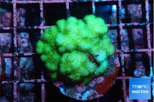Pocillopora verrucosa toxic green 2-3 cm WYSIWYG acclimaté