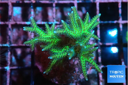 Seriatopora golden green 3-5 cm WYSIWYG acclimaté