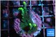 Acropora caroliniana banana 2-3 cm WYSIWYG acclimaté