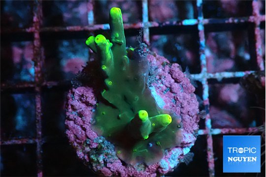 Acropora caroliniana banana 2-3 cm WYSIWYG acclimaté