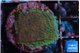 Montipora purple & blue polyps 2-3 cm WYSIWYG acclimaté