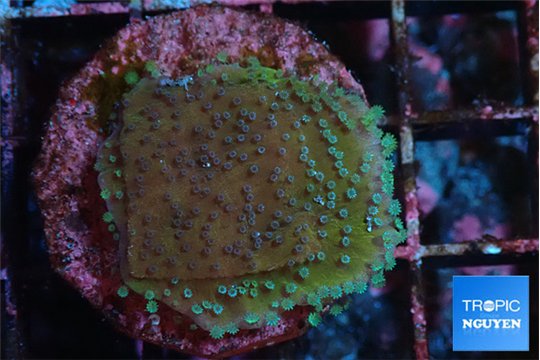 Montipora purple & blue polyps 2-3 cm WYSIWYG acclimaté