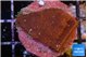 Montipora purple & blue polyps 2-3 cm WYSIWYG acclimaté