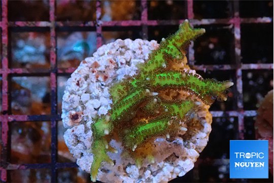 Seriatopora golden green 2-4 cm WYSIWYG acclimaté