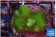 Pocillopora verrucosa toxic green 2-4 cm WYSIWYG acclimaté