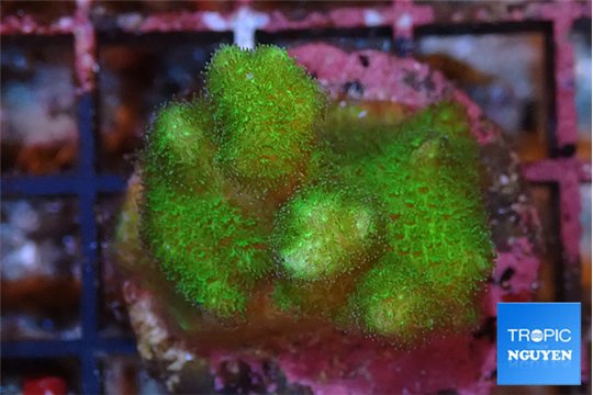 Pocillopora verrucosa toxic green 2-4 cm WYSIWYG acclimaté