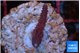 Seritopora pink purple Fijii 1-2 cm WYSIWYG acclimaté