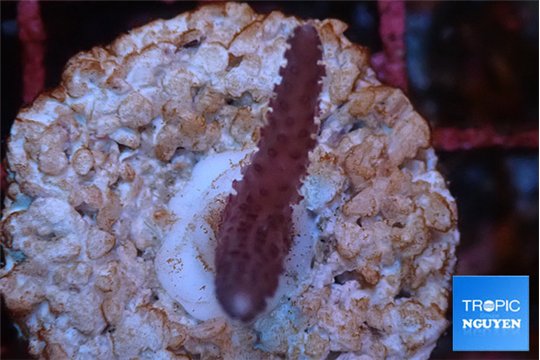 Seritopora pink purple Fijii 1-2 cm WYSIWYG acclimaté