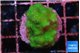 Pocillopora verrucosa toxic green 2-4 cm WYSIWYG acclimaté