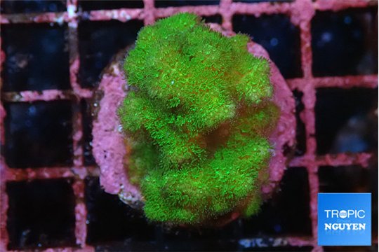 Pocillopora verrucosa toxic green 2-4 cm WYSIWYG acclimaté