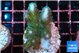 Pocillopora damicornis green & pink tip 2-4 cm WYSIWYG acclimaté