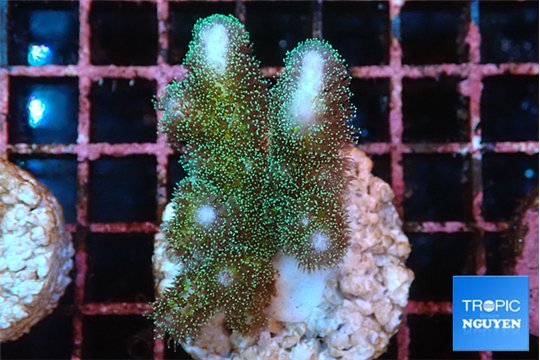 Pocillopora damicornis green & pink tip 2-4 cm WYSIWYG acclimaté